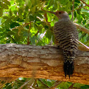 Gilded Flicker Woodpecker