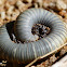 Millipede