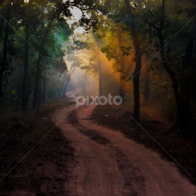 Lines Of Ray by Aritra  Sadhu - Landscapes Forests