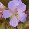 wild geranium/Cranesbill