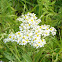 Flat-topped white Aster