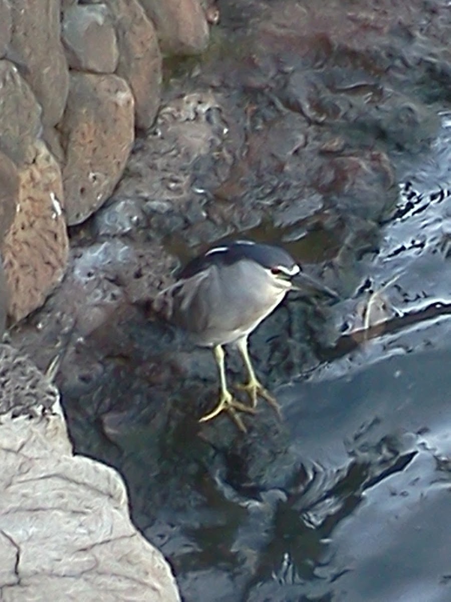 Black-Crowned Night Heron