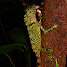 Bornean angle-head lizard