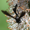 fly mimics a kinky wasp!