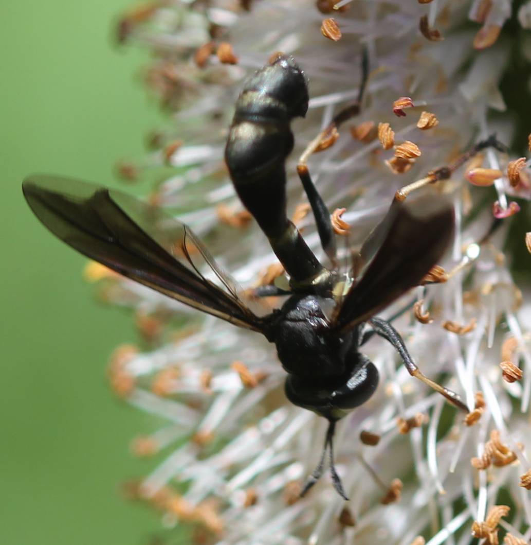 fly mimics a kinky wasp!