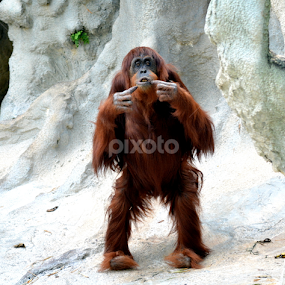 Orangutan by Milton Moreno - Animals Other Mammals