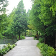 菁芳園 Tenway Garden／花園餐廳／落羽松