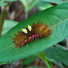 Zygaenid Moth Caterpillar