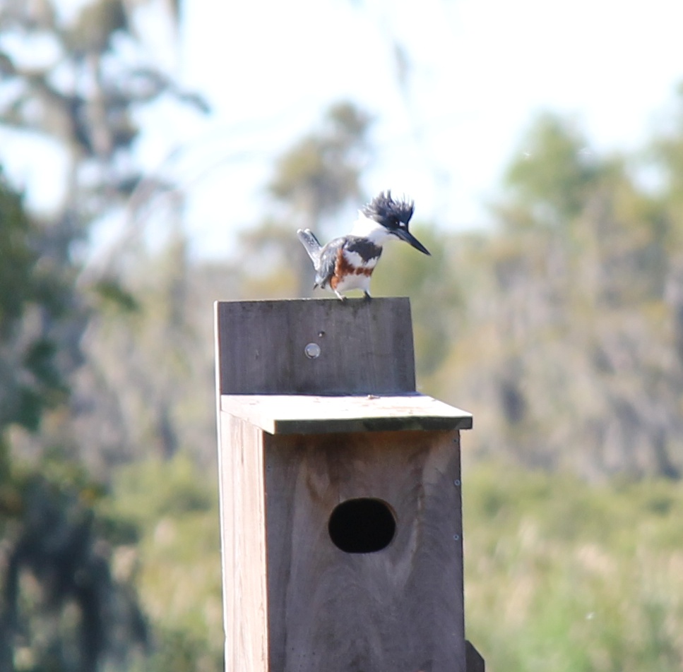 Belted Kingfisher