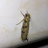 Unidentified Clothes Moth
