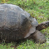 Galapagos Tortoise (Santa Cruz Subspecies)