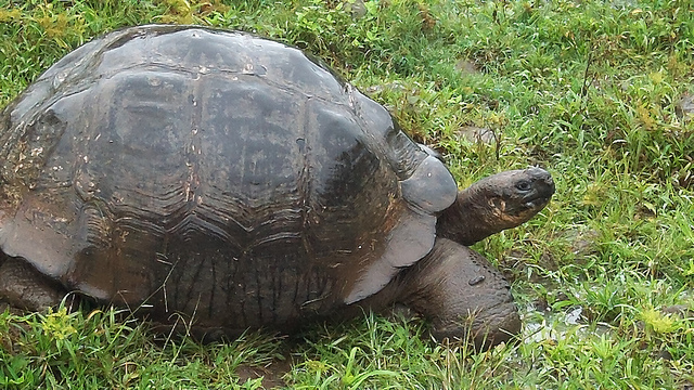 Galapagos Tortoise (Santa Cruz Subspecies)