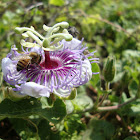 Passiflora