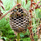 South European Paper-Wasp