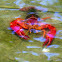 Red swamp Crayfish