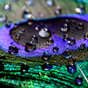 by Subir Majumdar - Nature Up Close Other Natural Objects