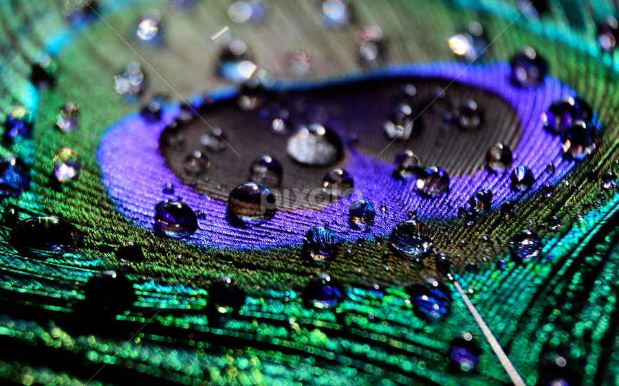 by Subir Majumdar - Nature Up Close Other Natural Objects