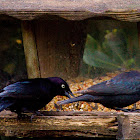 Blackbird Species