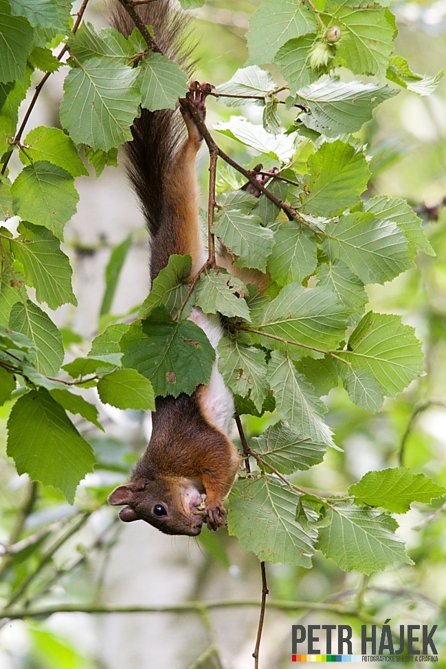 Veverka Obecná (Red squirrel)