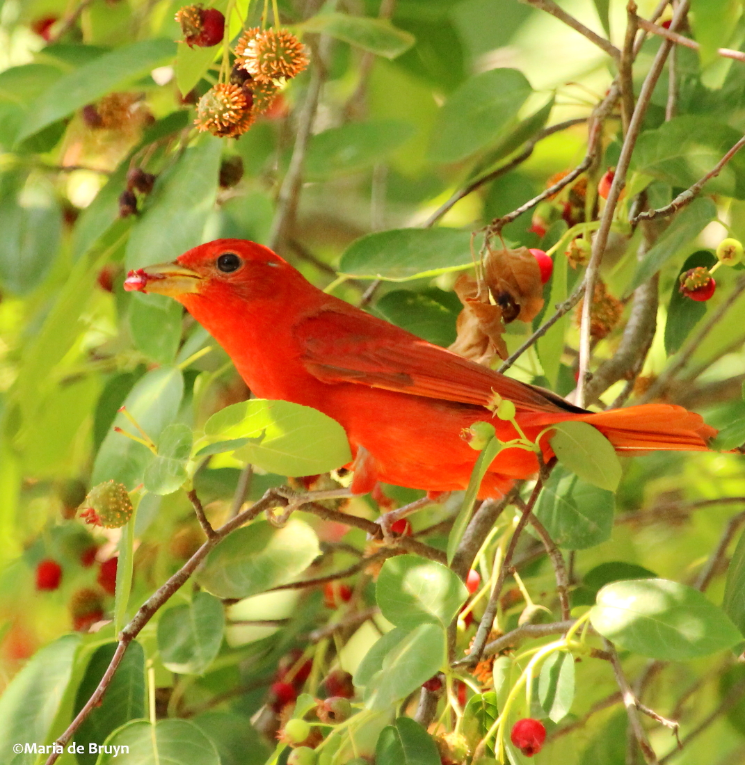 Summer tanager, male