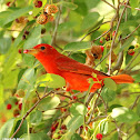 Summer tanager, male