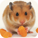 Cute Pet Hamster Free Games