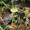 Snapping Bonnet/Papilmycena