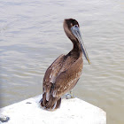 Juvenile brown pelican