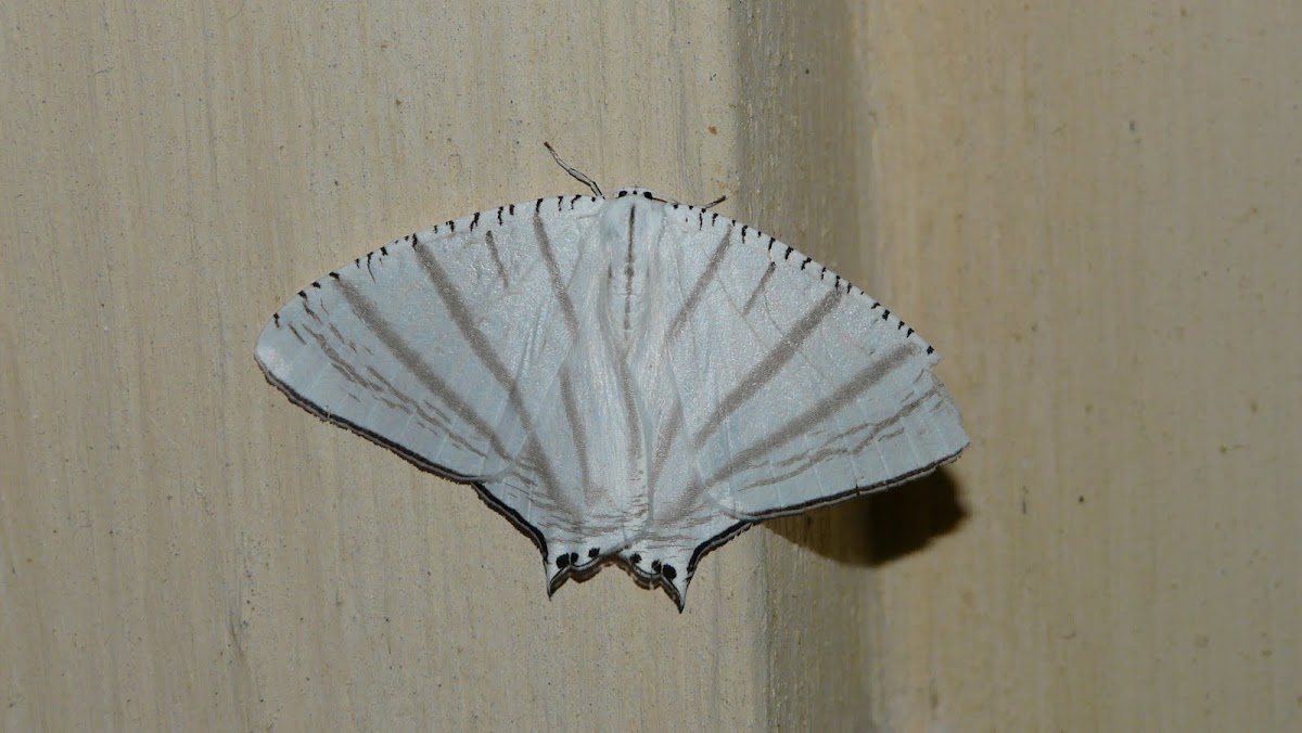 Upside down moth