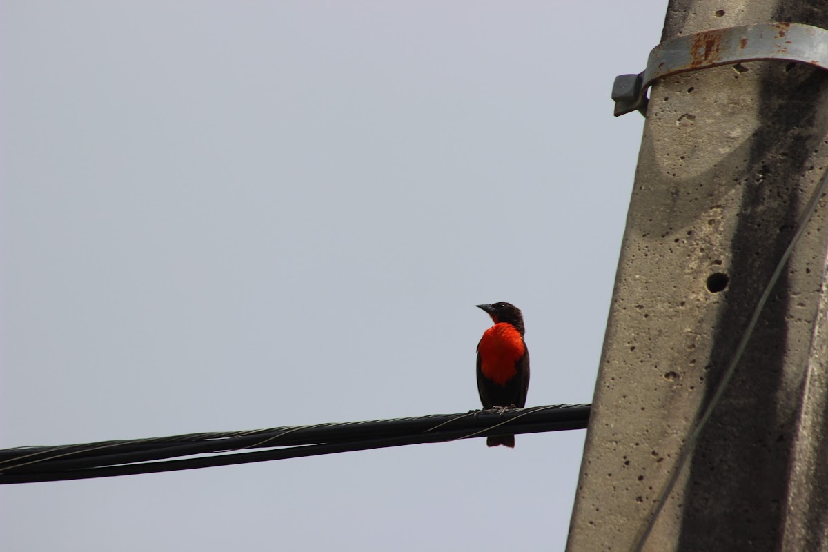 Redbreasted Blackbird