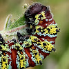 Pine tree emperor moth larva