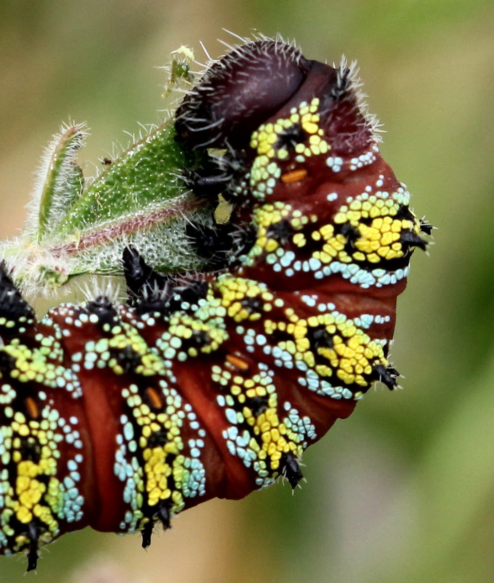 Pine tree emperor moth larva