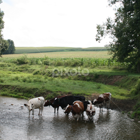Taking a dip in the stream by Dianne Collins - Animals Other