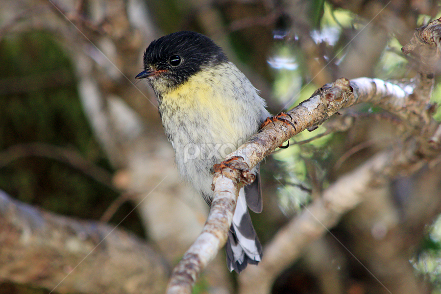 New Zealand South Island Tomtit by Phil Le Cren - Animals Birds