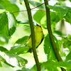 Hooded Warbler (female)