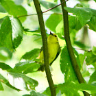 Hooded Warbler (female)