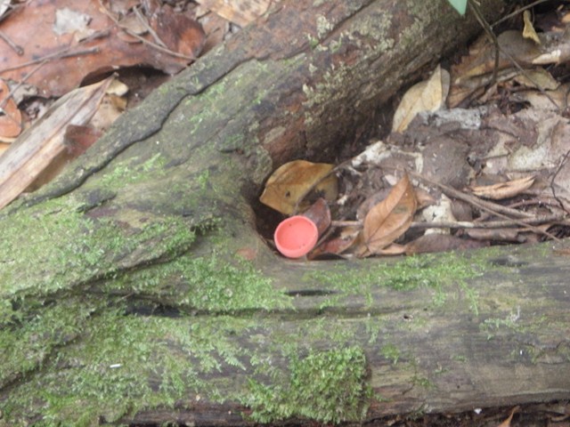 orange cup fungi