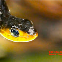 Yellow-bellied or olive whip snake