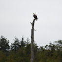 American Eagle/Bald Eagle