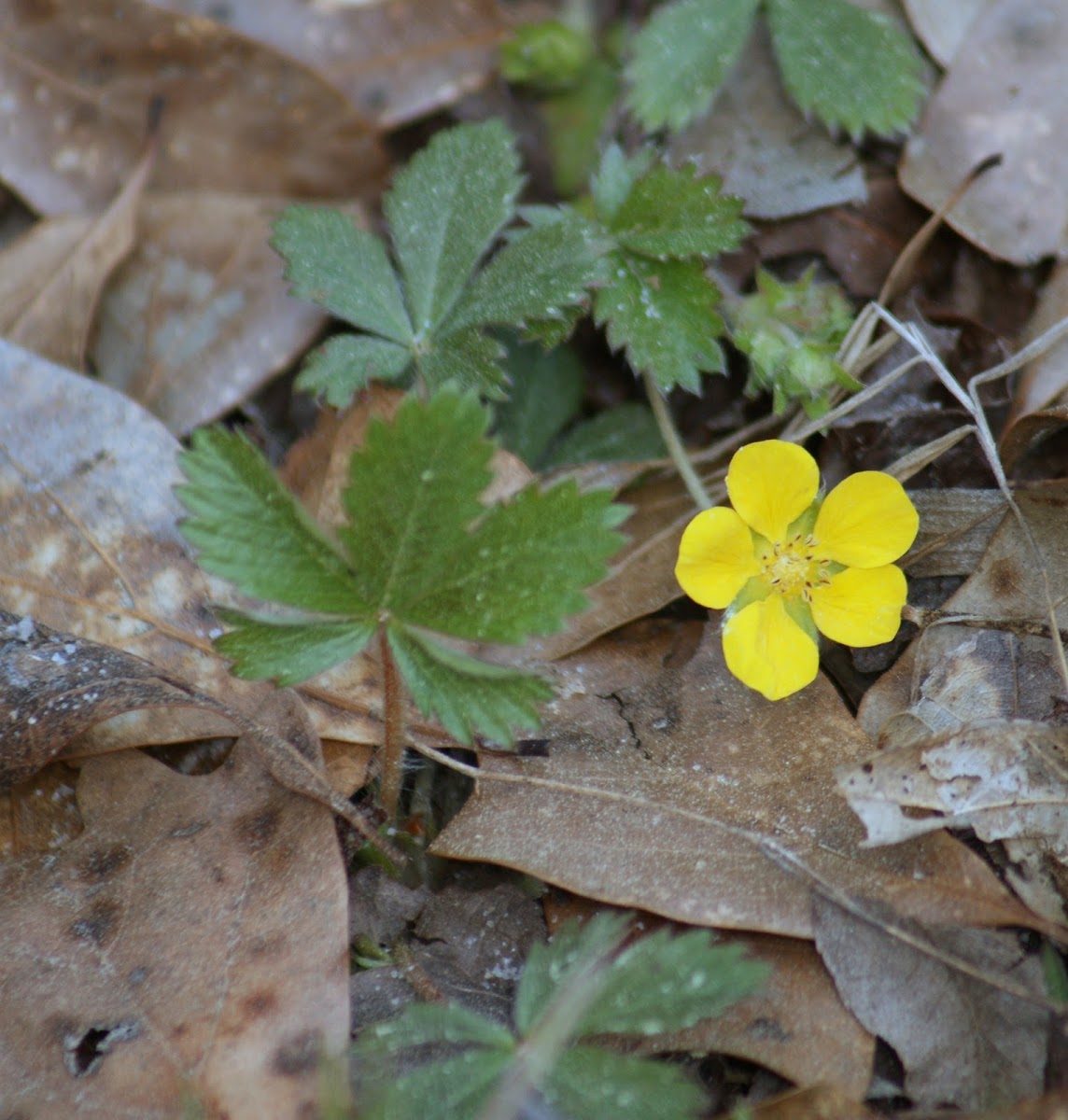 Common Cinquefoil