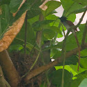 Asian Paradise Flycatcher