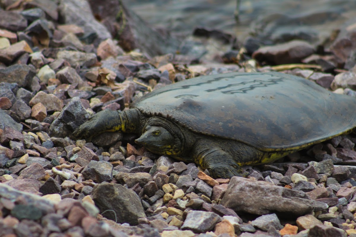 Spiny Soft-shell Turtle