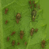 Brown Aphids