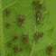 Brown Aphids