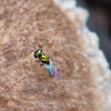 Chalcid wasp