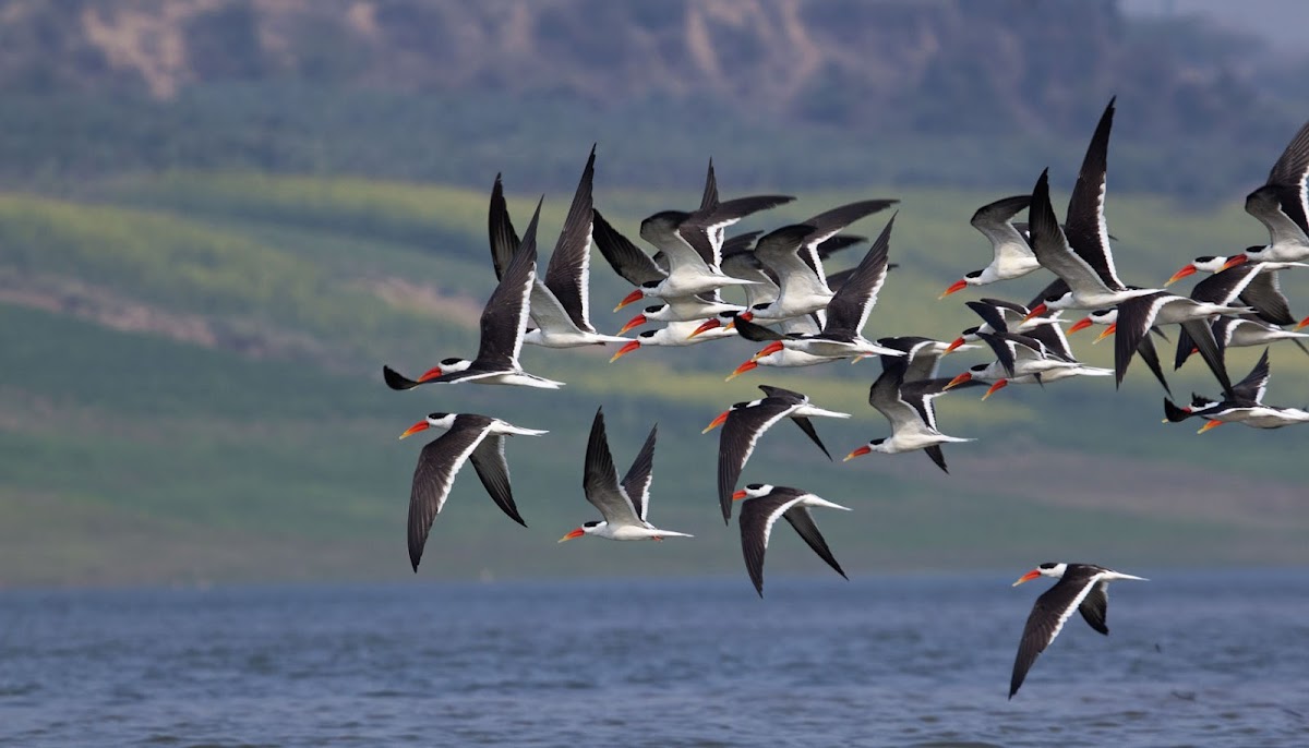 Indian Skimmer