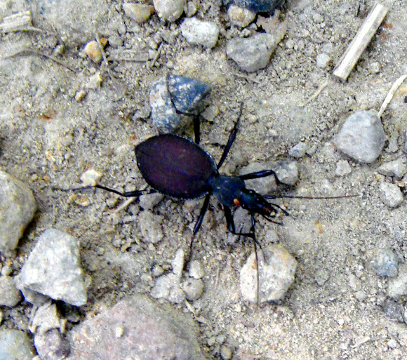 Snaileating Beetle Project Noah