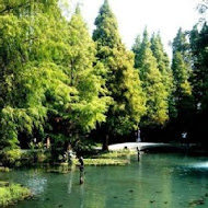 菁芳園 Tenway Garden／花園餐廳／落羽松