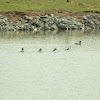 Bufflehead