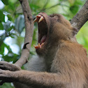 Northern Pig-tailed Macaque